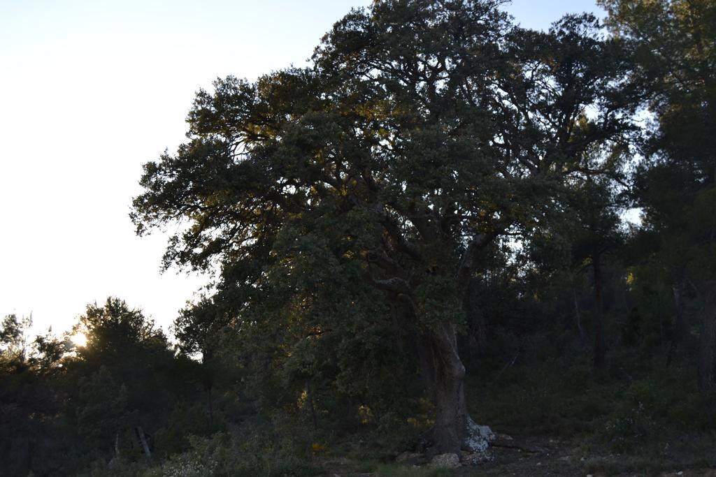 Mas De Salvador Βίλα Peñarroya de Tastavins Εξωτερικό φωτογραφία